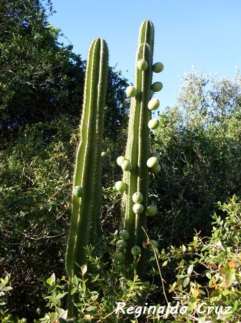 Cereus hildmannianus