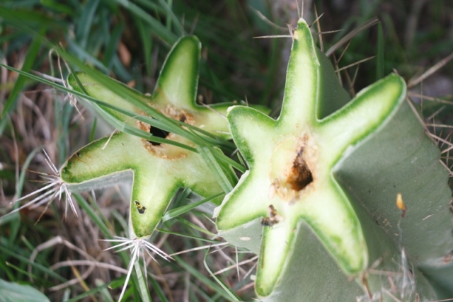 Cereus hildmannianus