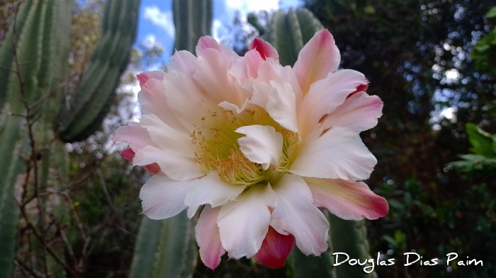 Cereus hildmannianus