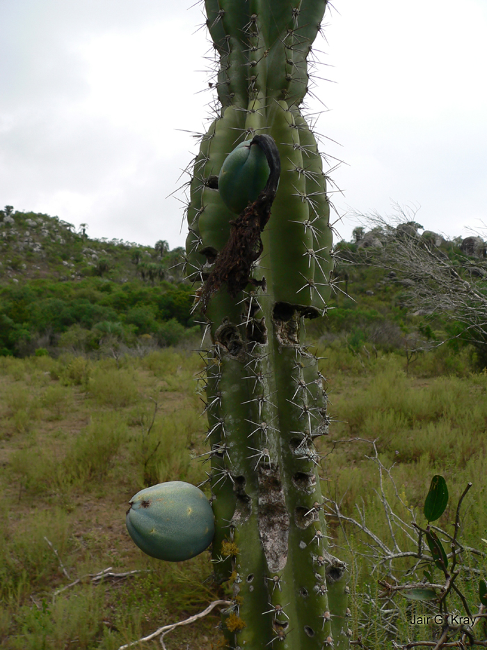 Cereus hildmannianus