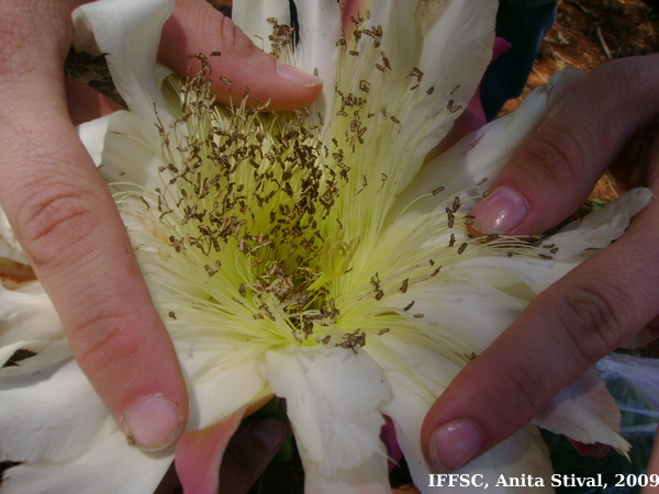 Cereus hildmannianus