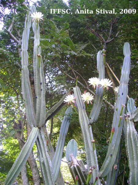 Cereus hildmannianus