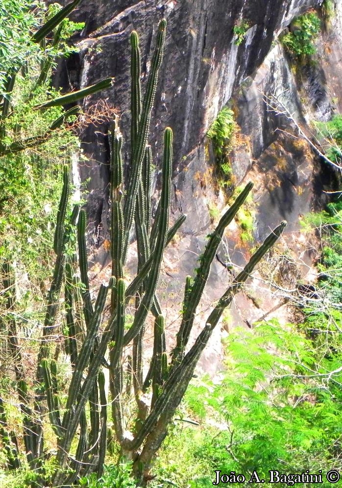 Cereus hildmannianus