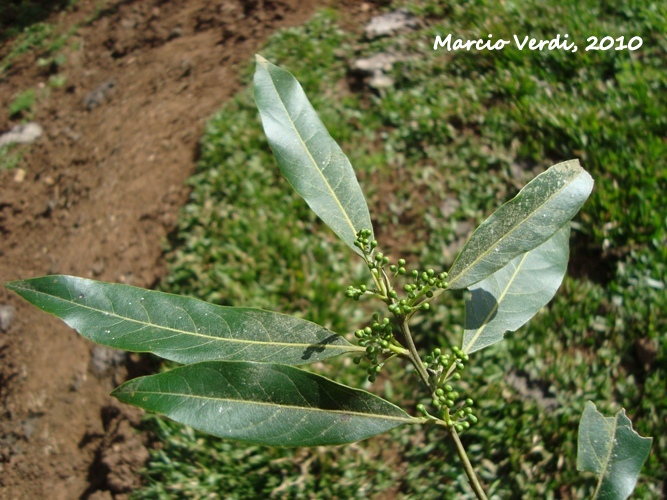 Ocotea puberula