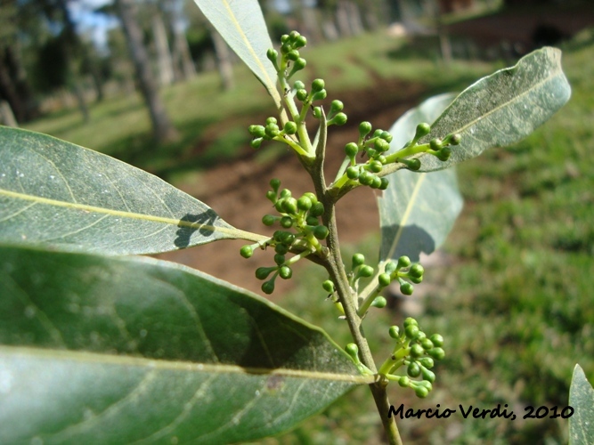 Ocotea puberula