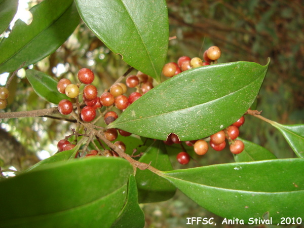 Cybianthus peruvianus