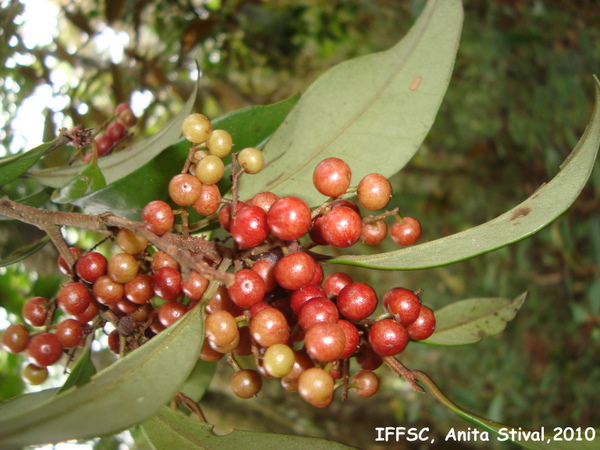 Cybianthus peruvianus