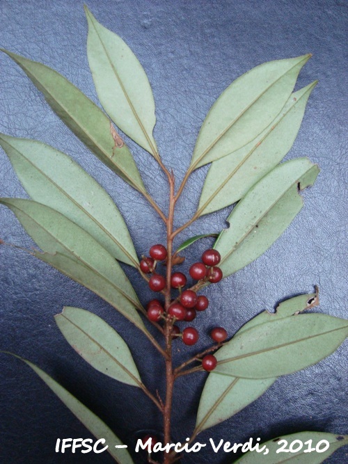 Cybianthus peruvianus