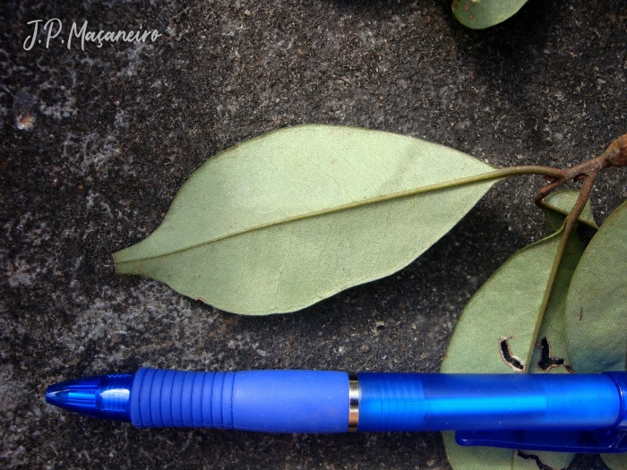 Cybianthus peruvianus