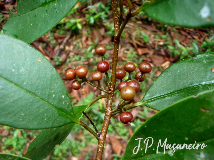 Cybianthus peruvianus