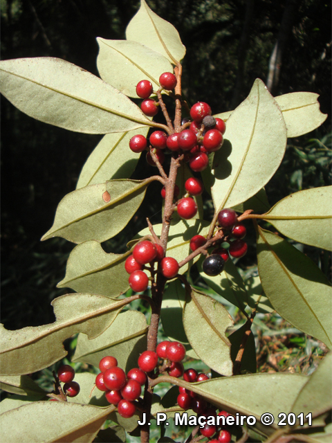 Cybianthus peruvianus