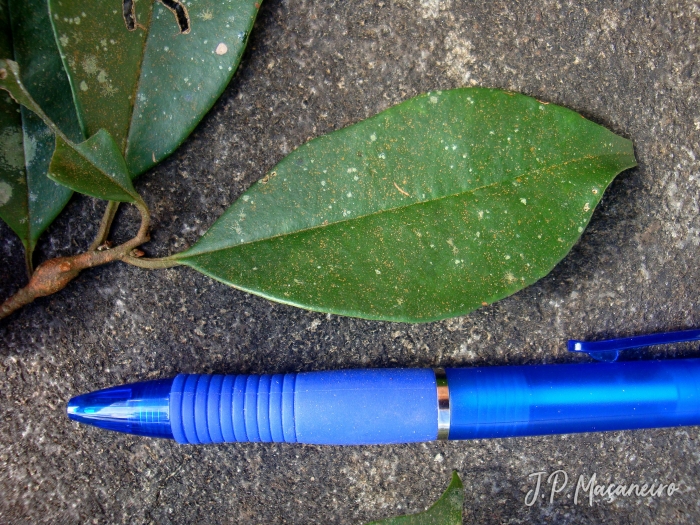 Cybianthus peruvianus