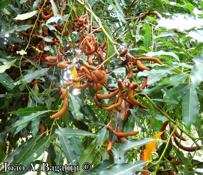 Ocotea puberula