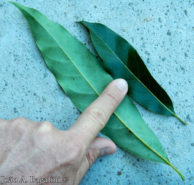 Ocotea puberula