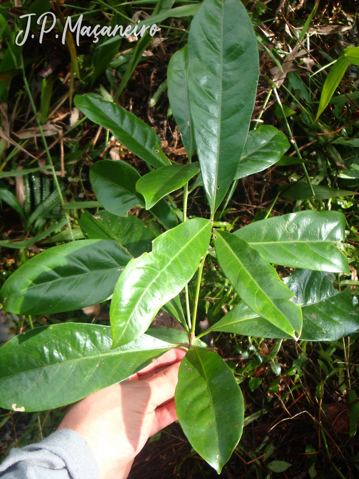 Pouteria beaurepairei