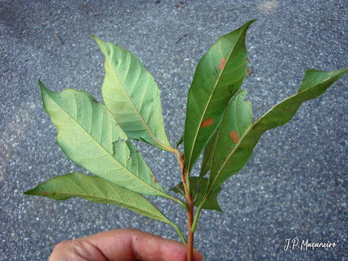 Pouteria venosa