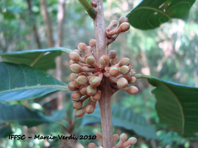 Pouteria venosa