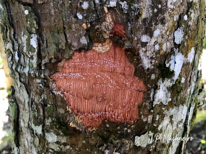 Pouteria venosa