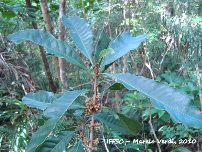 Pouteria venosa