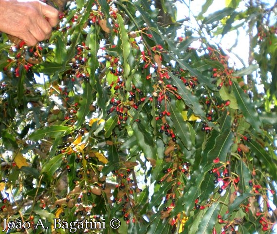 Ocotea puberula