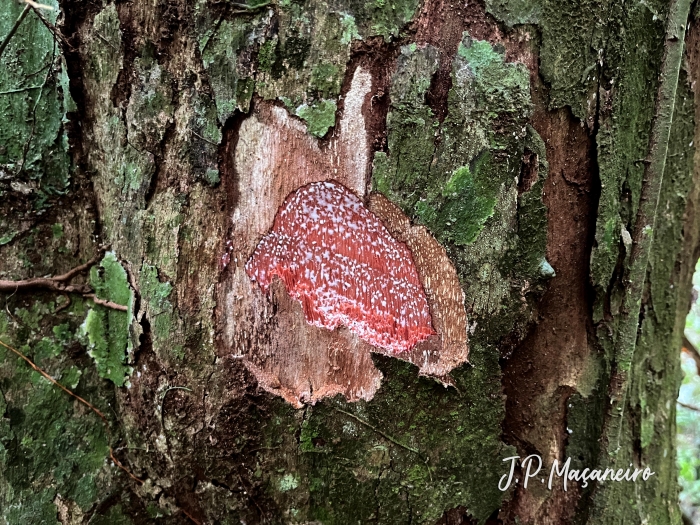 Pouteria venosa