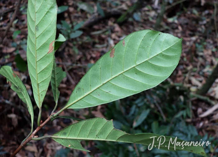 Pouteria venosa