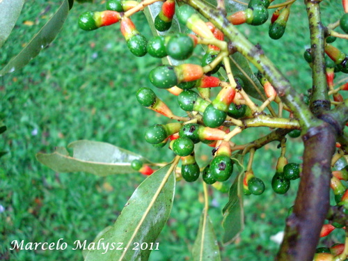 Ocotea puberula