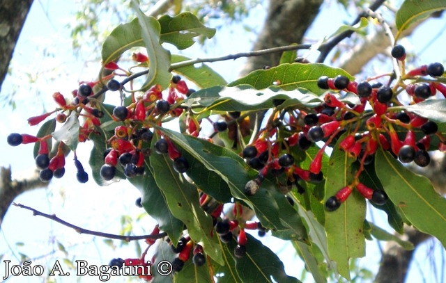 Ocotea puberula