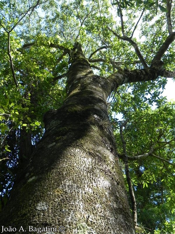 Ocotea puberula