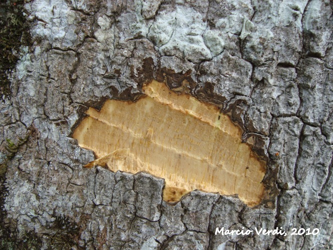 Ocotea puberula