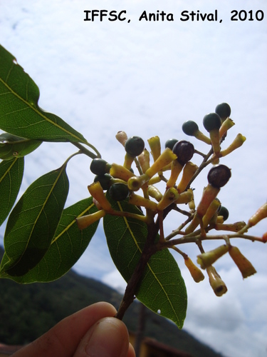 Ocotea puberula