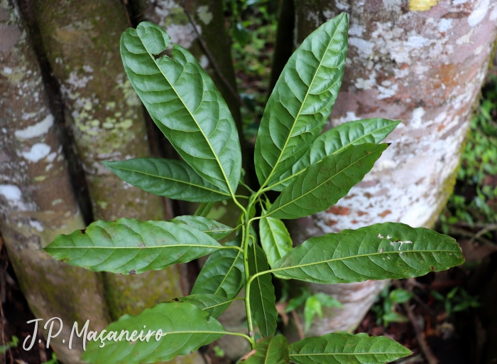 Ocotea puberula