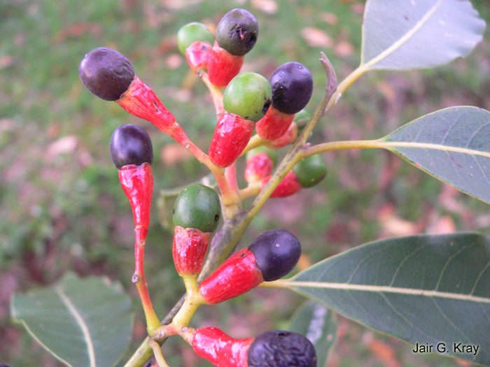 Ocotea puberula