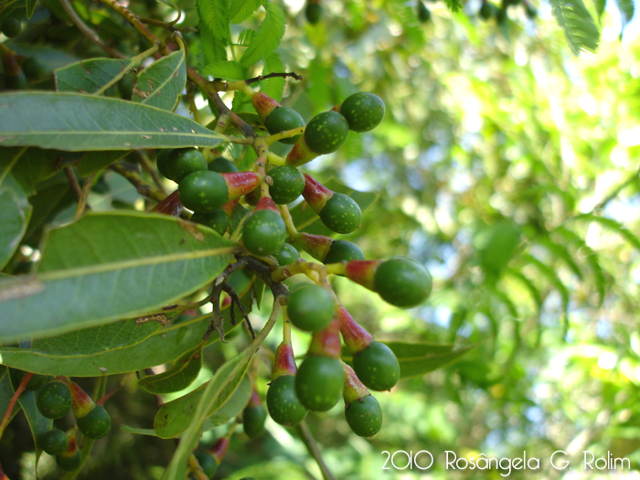 Ocotea puberula