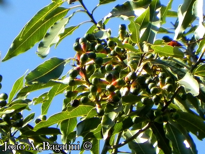 Ocotea puberula