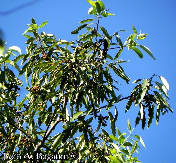 Ocotea puberula