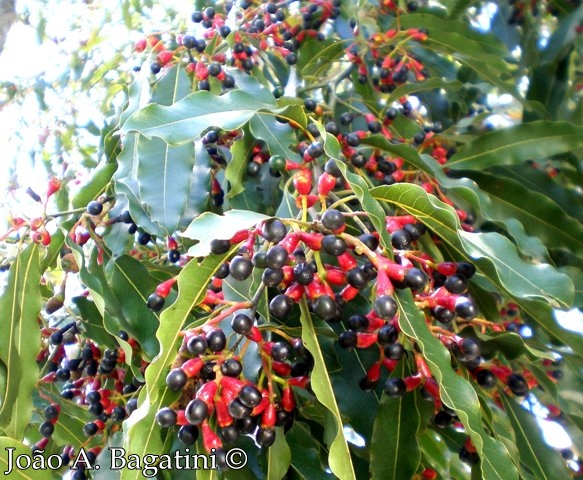 Ocotea puberula