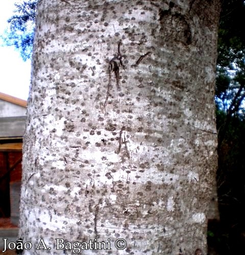 Ocotea puberula