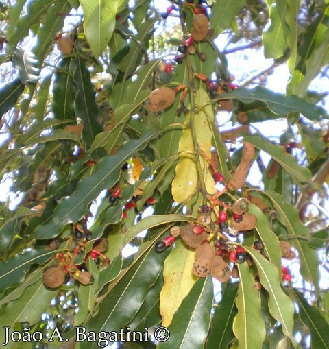 Ocotea puberula