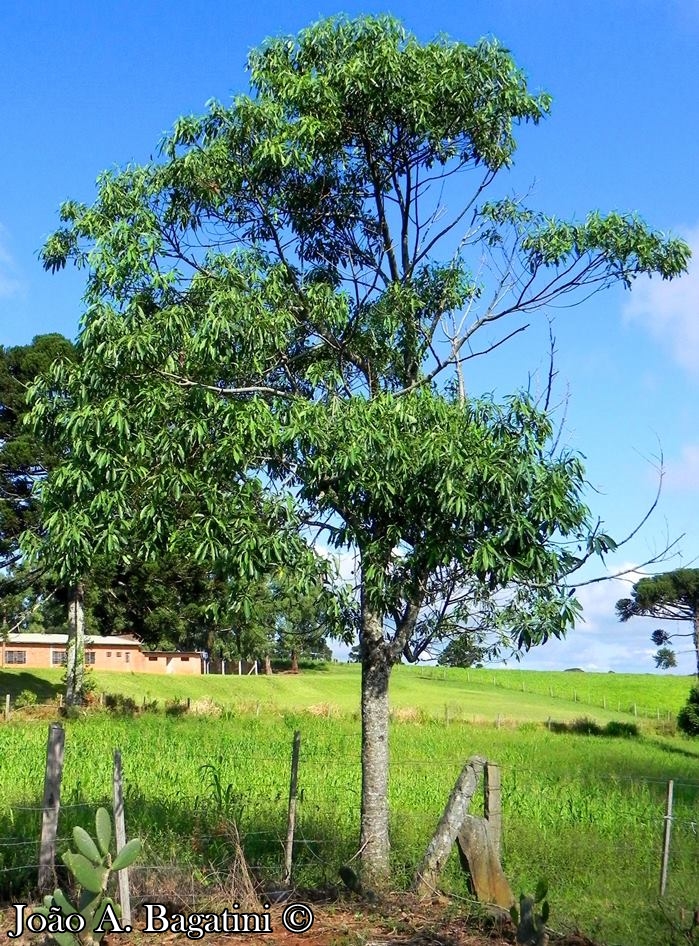 Ocotea puberula