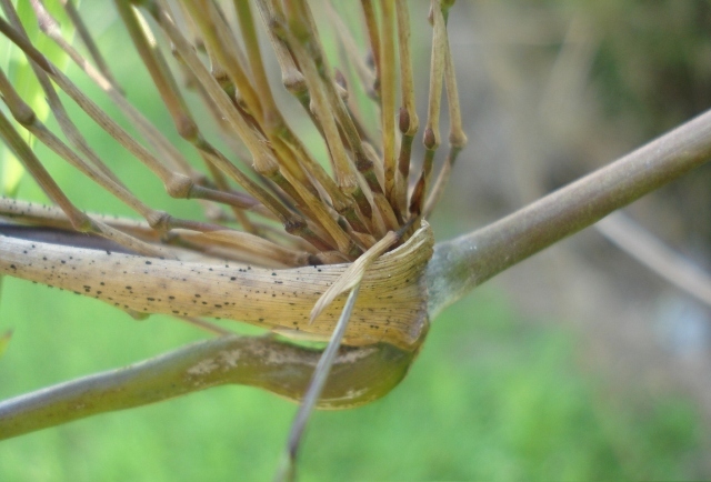 Chusquea meyeriana