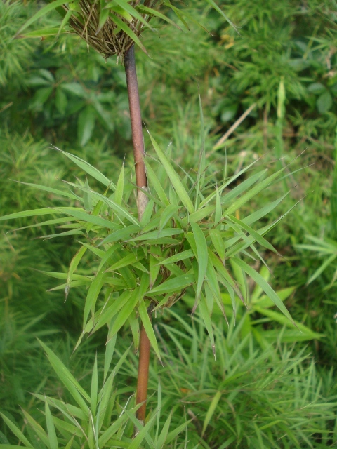 Chusquea meyeriana