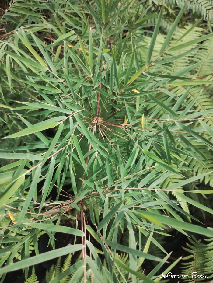 Chusquea mimosa