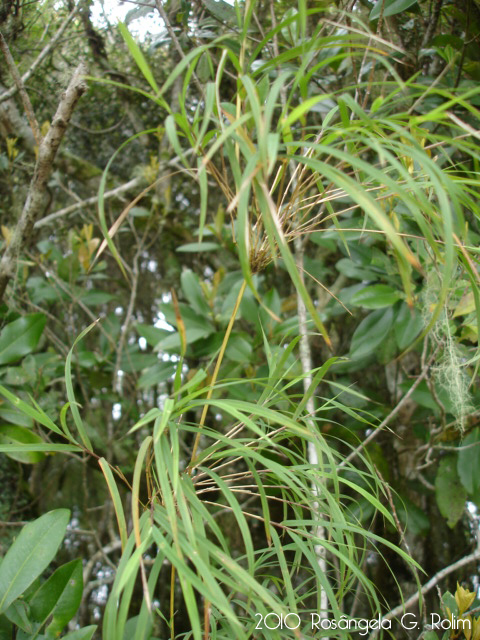Chusquea leptophylla
