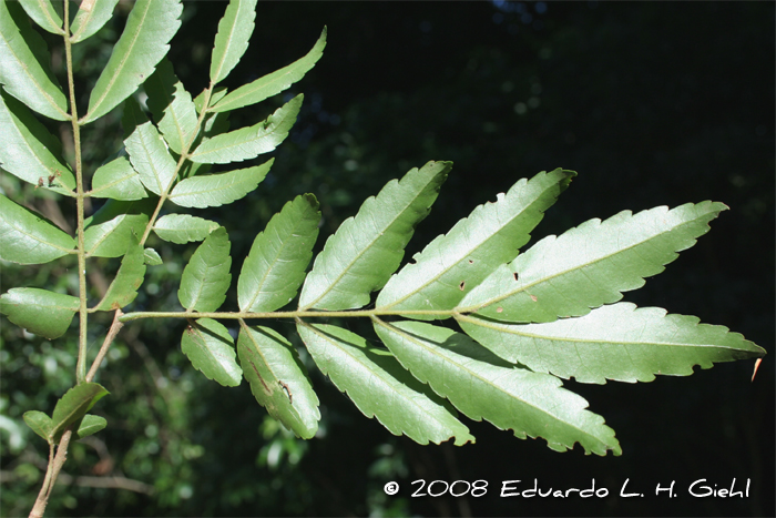 Diatenopteryx sorbifolia