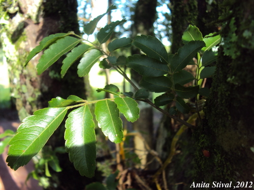 Diatenopteryx sorbifolia