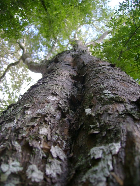 Diatenopteryx sorbifolia