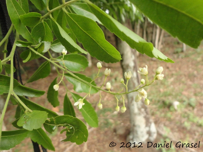 Diatenopteryx sorbifolia