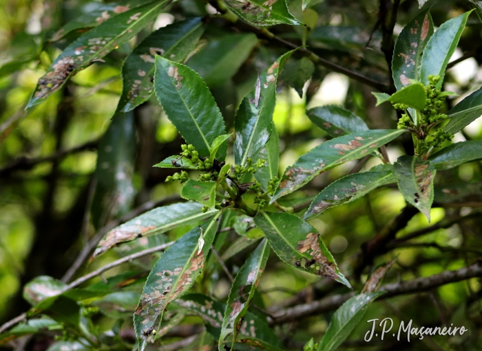 Hedyosmum brasiliense