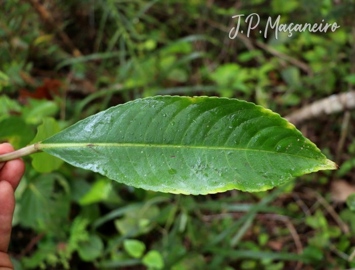 Hedyosmum brasiliense